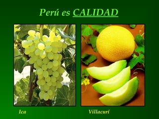 Perú es CALIDAD
Ica Villacurí
 