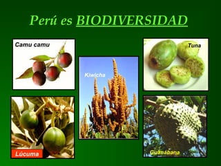 Perú es BIODIVERSIDAD
Camu camu
Kiwicha
Guanábana
Tuna
Lúcuma
 