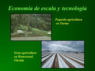 Economía de escala y tecnología
Pequeña agricultura
en Tarma
Gran agricultura
en Homestead,
Florida
 