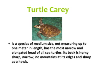Turtle Carey



• Is a species of medium size, not measuring up to
  one meter in length, has the most narrow and
  elongated head of all sea turtles, its beak is horny
  sharp, narrow, no mountains at its edges and sharp
  as a hawk.
 