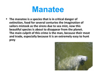 Manatee
• The manatee is a species that is in critical danger of
  extinction, food for several centuries the imagination of
  sailors mistook as the sirens due to sea mist, now this
  beautiful species is about to disappear from the planet.
  The main culprit of this crime is the man, because their meat
  and trade, especially because it is an extremely easy to hunt
  prey
 