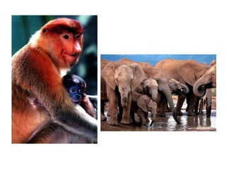 Presentación1 rafe