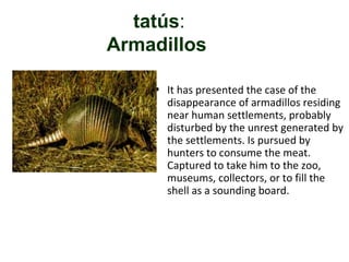 tatús:
Armadillos

    • It has presented the case of the
      disappearance of armadillos residing
      near human settlements, probably
      disturbed by the unrest generated by
      the settlements. Is pursued by
      hunters to consume the meat.
      Captured to take him to the zoo,
      museums, collectors, or to fill the
      shell as a sounding board.
 