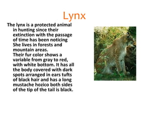 Lynx
The lynx is a protected animal
  in hunting since their
  extinction with the passage
  of time has been noticing
  She lives in forests and
  mountain areas.
  Their fur color shows a
  variable from gray to red,
  with white bottom. It has all
  the body covered with dark
  spots arranged in ears tufts
  of black hair and has a long
  mustache hozico both sides
  of the tip of the tail is black.
 
