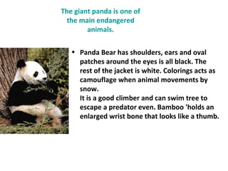 The giant panda is one of
  the main endangered
        animals.

   • Panda Bear has shoulders, ears and oval
     patches around the eyes is all black. The
     rest of the jacket is white. Colorings acts as
     camouflage when animal movements by
     snow.
     It is a good climber and can swim tree to
     escape a predator even. Bamboo 'holds an
     enlarged wrist bone that looks like a thumb.
 