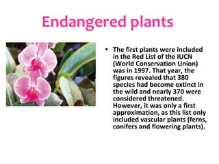 Endangered plants
        • The first plants were included
          in the Red List of the IUCN
          (World Conservation Union)
          was in 1997. That year, the
          figures revealed that 380
          species had become extinct in
          the wild and nearly 370 were
          considered threatened.
          However, it was only a first
          approximation, as this list only
          included vascular plants (ferns,
          conifers and flowering plants).
 