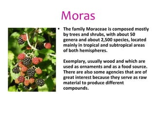 Moras
• The family Moraceae is composed mostly
  by trees and shrubs, with about 50
  genera and about 2,500 species, located
  mainly in tropical and subtropical areas
  of both hemispheres.

  Exemplary, usually wood and which are
  used as ornaments and as a food source.
  There are also some agencies that are of
  great interest because they serve as raw
  material to produce different
  compounds.
 