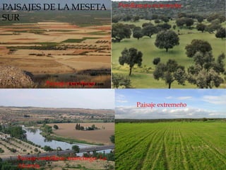 Paisaje manchego
Paisaje extremeño
Penillanura extremeña
Paisaje castellano-manchego: La
Alcarria
PAISAJES DE LA MESETA
SUR
 