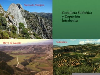 Hoya de Guadix
Sierra de Almijara
Subbética
Cordillera Subbética
y Depresión
Intrabética
 