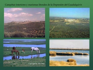 Campiñas interiores y marismas litorales de la Depresión del Guadalquivir
 