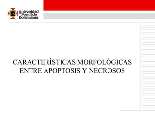 CARACTERÌSTICAS MORFOLÒGICAS ENTRE APOPTOSIS Y NECROSOS 