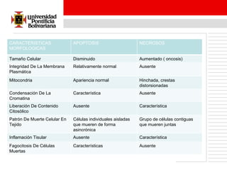 CARACTERISTICAS MORFOLOGICAS APOPTOSIS NECROSOS Tamaño Celular Disminuido Aumentado ( oncosis) Integridad De La Membrana Plasmática Relativamente normal Ausente Mitocondria Apariencia normal Hinchada, crestas distorsionadas Condensación De La Cromatina Característica  Ausente Liberación De Contenido Citosòlico Ausente Característica Patrón De Muerte Celular En Tejido  Células individuales aisladas que mueren de forma asincrónica Grupo de células contiguas que mueren juntas Inflamación Tisular  Ausente Característica Fagocitosis De Células Muertas Características Ausente 