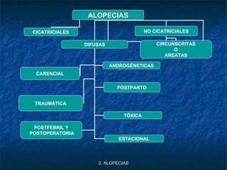 3. ALOPECIAS ALOPECIAS CICATRICIALES NO CICATRICIALES DIFUSAS CIRCUNSCRITAS O AREATAS ANDROGÉNETICAS CARENCIAL POSTPARTO T...