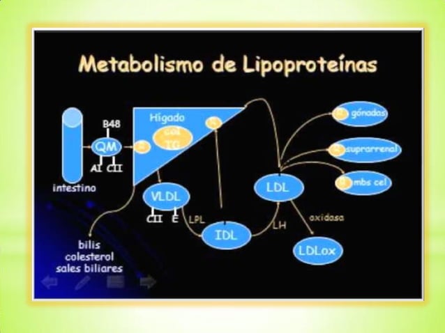METABOLISMO DE LOS LIPIDOS