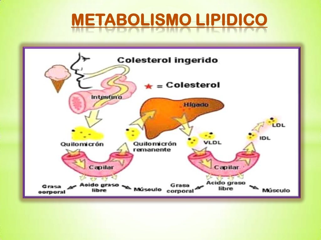 METABOLISMO DE LOS LIPIDOS