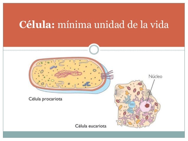 Concepto de vida y sus características (Niveles de