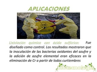 Fue 
diseñado como control. Los resultados mostraron que 
la inoculación de las bacterias oxidantes del azufre y 
la adición de azufre elemental eran eficaces en la 
eliminación de Cr a partir de lodos curtiembres 
 