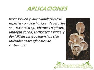Bioabsorción y bioacumulación con 
especies como de hongos: Aspergillus 
sp., Hirsutella sp., Rhizopus nigricans, 
Rhizopus cohnii, Trichoderma viride y 
Penicillium chrysogenum han sido 
utilizados sobre efluentes de 
curtiembres. 
 