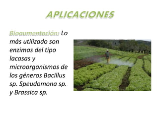 Lo 
más utilizado son 
enzimas del tipo 
lacasas y 
microorganismos de 
los géneros Bacillus 
sp. Speudomona sp. 
y Brassica sp. 
 