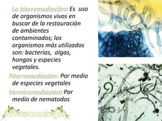 : Es uso 
de organismos vivos en 
buscar de la restauración 
de ambientes 
contaminados; los 
organismos más utilizados 
son: bacterias, algas, 
hongos y especies 
vegetales. 
Por medio 
de especies vegetales 
: Por 
medio de nematodos 
 