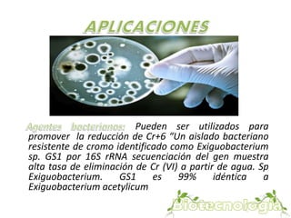 Pueden ser utilizados para 
promover la reducción de Cr+6 “Un aislado bacteriano 
resistente de cromo identificado como Exiguobacterium 
sp. GS1 por 16S rRNA secuenciación del gen muestra 
alta tasa de eliminación de Cr (VI) a partir de agua. Sp 
Exiguobacterium. GS1 es 99% idéntica a 
Exiguobacterium acetylicum 
 