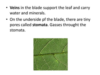 • Veins in the blade support the leaf and carry
water and minerals.
• On the underside pf the blade, there are tiny
pores called stomata. Gasses throught the
stomata.
 