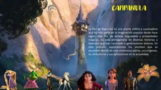 CAMPANULA
La flor de Rapunzel es una planta mítica y cautivadora
que ha sido parte de la imaginación popular desde hace
siglos. Esta flor, de belleza inigualable y propiedades
mágicas, ha sido protagonista de diversas historias y
leyendas que han cautivado a generaciones enteras. En
este artículo, exploraremos los secretos que se
esconden detrás de esta misteriosa planta, sus orígenes,
su simbolismo y sus aplicaciones en la actualidad.
 