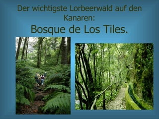 Der wichtigste Lorbeerwald auf den Kanaren: Bosque de Los Tiles. 