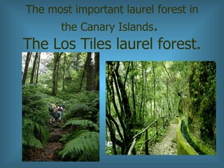 The most important laurel forest in the Canary Islands .   The Los Tiles laurel forest. 