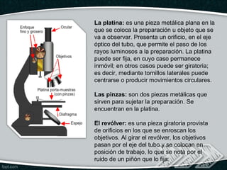 La platina: es una pieza metálica plana en la
que se coloca la preparación u objeto que se
va a observar. Presenta un orificio, en el eje
óptico del tubo, que permite el paso de los
rayos luminosos a la preparación. La platina
puede ser fija, en cuyo caso permanece
inmóvil; en otros casos puede ser giratoria;
es decir, mediante tornillos laterales puede
centrarse o producir movimientos circulares.

Las pinzas: son dos piezas metálicas que
sirven para sujetar la preparación. Se
encuentran en la platina.

El revólver: es una pieza giratoria provista
de orificios en los que se enroscan los
objetivos. Al girar el revólver, los objetivos
pasan por el eje del tubo y se colocan en
posición de trabajo, lo que se nota por el
ruido de un piñón que lo fija.
 