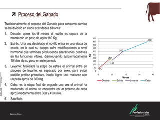 Tradicionalmente el proceso del Ganado para consumo cárnico
se ha dividido en cinco actividades básicas:
1. Destete: aprox los 8 meses el novillo es separa de la
madre con un peso de aprox180 Kg.
2. Estrés: Una vez destetado el novillo entra en una etapa de
estrés, en la cual su cuerpo sufre modificaciones a nivel
hormonal que terminan produciendo alteraciones positivas
en las funciones vitales, disminuyendo aproximadamente
15 kilos de su peso en este periodo
3. Levante: finalizada la etapa de estrés el animal entra en
proceso de levante, es separado por sexo, para evitar
posible preñez prematura, hasta lograr una madurez con
un peso aprox de 300 Kg.
4. Ceba: es la etapa final de engorde una vez el animal ha
madurado, el animal se encuentra en un proceso de ceba
aproximadamente entre 300 y 450 kilos.
5. Sacrificio.
Proceso del Ganado
35
180
165
300
450
0
50
100
150
200
250
300
350
400
450
500
0 10 20 30 40
Destete Estrés Levante Ceba
Kg
Meses
 