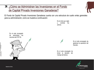 ¿Cómo se Administran las Inversiones en el Fondo
de Capital Privado Inversiones Ganaderas?
El Fondo de Capital Privado Inversiones Ganaderas cuenta con una estructura de cuatro entes generales
para su administración, como se muestra a continuación:
ProfesionalesDE BOLSA
ProfesionalesDE BOLSA
Es el ente que vigila
y controla los
activos.
Es el ente encargado
de administrar los
recursos del FCP IG.
Es el ente encargado de
gestionar la operación del
Ganado.
Es el ente encargado de
tomar la decisión del
manejo de Activos
 
