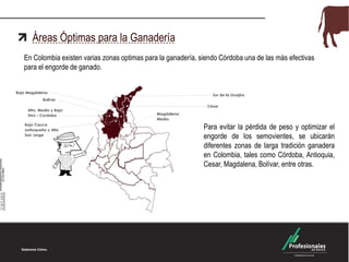 Áreas Óptimas para la Ganadería
En Colombia existen varias zonas optimas para la ganadería, siendo Córdoba una de las más efectivas
para el engorde de ganado.
Para evitar la pérdida de peso y optimizar el
engorde de los semovientes, se ubicarán
diferentes zonas de larga tradición ganadera
en Colombia, tales como Córdoba, Antioquia,
Cesar, Magdalena, Bolívar, entre otras.
 