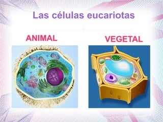 Las células eucariotas
ANIMAL VEGETAL