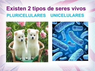 Existen 2 tipos de seres vivos
PLURICELULARES UNICELULARES
