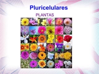 Pluricelulares
PLANTAS