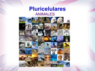Pluricelulares
ANIMALES