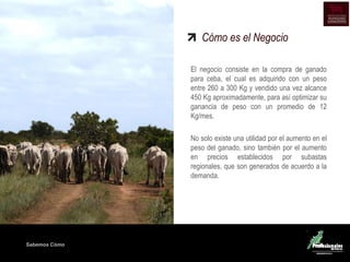 Sabemos Cómo
Cómo es el Negocio
El negocio consiste en la compra de ganado
para ceba, el cual es adquirido con un peso
entre 260 a 300 Kg y vendido una vez alcance
450 Kg aproximadamente, para así optimizar su
ganancia de peso con un promedio de 12
Kg/mes.
No solo existe una utilidad por el aumento en el
peso del ganado, sino también por el aumento
en precios establecidos por subastas
regionales, que son generados de acuerdo a la
demanda.
 