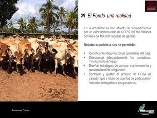 Sabemos Cómo
En la actualidad se han abierto 30 compartimentos
por un valor administrado de COP $ 195 mil millones
con más de 164,000 cabezas de ganado.
Nuestra experiencia nos ha permitido:
• Identificar las mejores zonas ganaderas del país.
• Seleccionar adecuadamente los ganaderos,
minimizando el riesgo.
• Diseñar estrategias de compra, mantenimiento y
comercialización del ganado.
• Controlar y ajustar el proceso de CEBA de
ganado, que a título de cuentas de participación
han sido entregados a los ganaderos.
El Fondo, una realidad
 