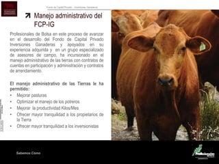 Sabemos Cómo
Fondo de Capital Privado – Inversiones Ganaderas
Manejo administrativo del
FCP-IG
Profesionales de Bolsa en este proceso de avanzar
en el desarrollo del Fondo de Capital Privado
Inversiones Ganaderas y apoyados en su
experiencia adquirida y en un grupo especializado
de asesores de campo, ha incursionado en el
manejo administrativo de las tierras con contratos de
cuentas en participación y administración y contratos
de arrendamiento.
El manejo administrativo de las Tierras le ha
permitido:
• Mejorar pasturas
• Optimizar el manejo de los potreros
• Mejorar la productividad Kilos/Mes
• Ofrecer mayor tranquilidad a los propietarios de
la Tierra
• Ofrecer mayor tranquilidad a los inversionistas
 