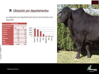 Sabemos Cómo
Ubicación por departamentos
La asignación por departamentos de los semovientes es la
Siguiente:
Junio 30 2015
Total No Animales
Departamento Total %
Casanare 7.268 34%
Cordoba 6.447 30%
Antioquia 4.774 22%
cesar 2.131 10%
Magdalena 260 1%
Meta 477 2%
Tolima 8 0%
Total general 21.365 100%
0
2.000
4.000
6.000
8.000
Casanare
Cordoba
Antioquia
cesar
Magdalena
Meta
Tolima
 