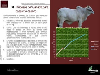 Sabemos Cómo
Fondo de Capital Privado – Inversiones Ganaderas
0
50
100
150
200
250
300
350
400
450
500
0 10 20 30 40
Destete
Estrés
Levante
Ceba
Procesos del Ganado para
consumo cárnico
Tradicionalmente el proceso del Ganado para consumo
cárnico se ha dividido en cinco actividades básicas:
1. Destete: El novillo es separado de la madre cuando
tiene alrededor de 8 meses con un peso aprox.
de180 Kg.
2. Estrés: Una vez destetado el novillo entra en una
etapa de estrés, en donde su cuerpo sufre
modificaciones a nivel hormonal que terminan
produciendo alteraciones positivas en las funciones
vitales, disminuyendo en este periodo
aproximadamente 15 kilos de su peso.
3. Levante: finalizada la etapa de estrés, el animal entra
en el proceso de levante, en donde son separados
por sexo, para evitar posible preñez prematura, hasta
lograr una madurez con un peso aprox de 300 Kg.
4. Ceba: es la etapa final de engorde. Una vez el animal
ha madurado, el animal se encuentra en un proceso
de ceba para alcanzar un peso entre 450 y 480 kilos
aproximadamente
5. Sacrificio.
Meses
KG
 