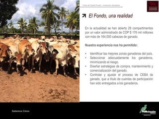 Sabemos Cómo
Fondo de Capital Privado – Inversiones Ganaderas
En la actualidad se han abierto 28 compartimentos
por un valor administrado de COP $ 176 mil millones
con más de 164,000 cabezas de ganado.
Nuestra experiencia nos ha permitido:
• Identificar las mejores zonas ganaderas del país.
• Seleccionar adecuadamente los ganaderos,
minimizando el riesgo.
• Diseñar estrategias de compra, mantenimiento y
comercialización del ganado.
• Controlar y ajustar el proceso de CEBA de
ganado, que a título de cuentas de participación
han sido entregados a los ganaderos.
El Fondo, una realidad
 