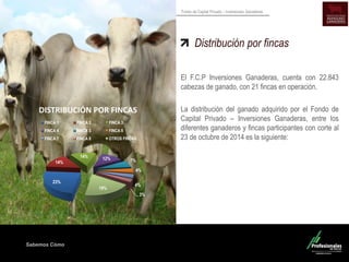 Sabemos Cómo 
Fondo de Capital Privado – Inversiones Ganaderas Distribución por fincas 
El F.C.P Inversiones Ganaderas, cuenta con 22.843 cabezas de ganado, con 21 fincas en operación. 
La distribución del ganado adquirido por el Fondo de Capital Privado – Inversiones Ganaderas, entre los diferentes ganaderos y fincas participantes con corte al 23 de octubre de 2014 es la siguiente: 
23% 
14% 
14% 
12% 
7% 
4% 
4% 
3% 
19% 
DISTRIBUCIÓN POR FINCAS 
FINCA 1 
FINCA 2 
FINCA 3 
FINCA 4 
FINCA 5 
FINCA 6 
FINCA 7 
FINCA 8 
OTROS FINCAS  