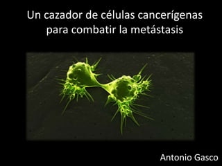 Un cazador de células cancerígenas
para combatir la metástasis

Antonio Gasco

 