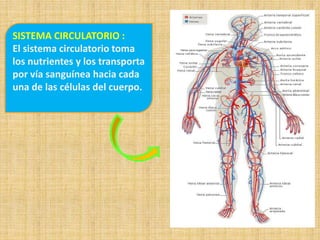SISTEMA CIRCULATORIO :
El sistema circulatorio toma
los nutrientes y los transporta
por vía sanguínea hacia cada
una de las células del cuerpo.
 