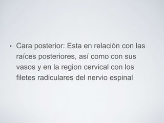 • Cara posterior: Esta en relación con las 
raíces posteriores, así como con sus 
vasos y en la region cervical con los 
filetes radiculares del nervio espinal 
 
