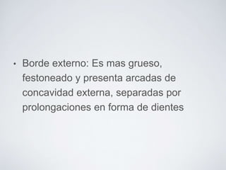 • Borde externo: Es mas grueso, 
festoneado y presenta arcadas de 
concavidad externa, separadas por 
prolongaciones en forma de dientes 
 