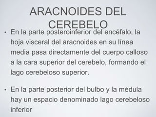 ARACNOIDES DEL 
CEREBELO 
• En la parte posteroinferior del encéfalo, la 
hoja visceral del aracnoides en su línea 
media pasa directamente del cuerpo calloso 
a la cara superior del cerebelo, formando el 
lago cerebeloso superior. 
• En la parte posterior del bulbo y la médula 
hay un espacio denominado lago cerebeloso 
inferior 
 