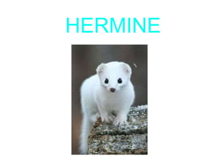 HERMINE
 